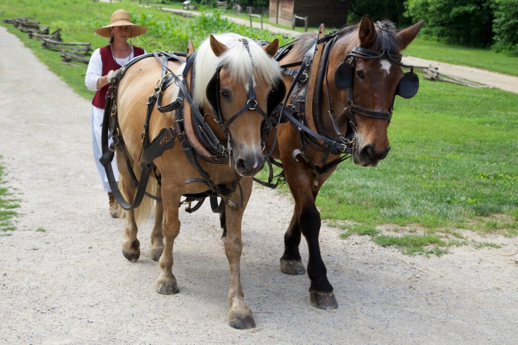 Pair of draft horses at the farm site at Mount Vernon - driven by a member of historic trades staff.