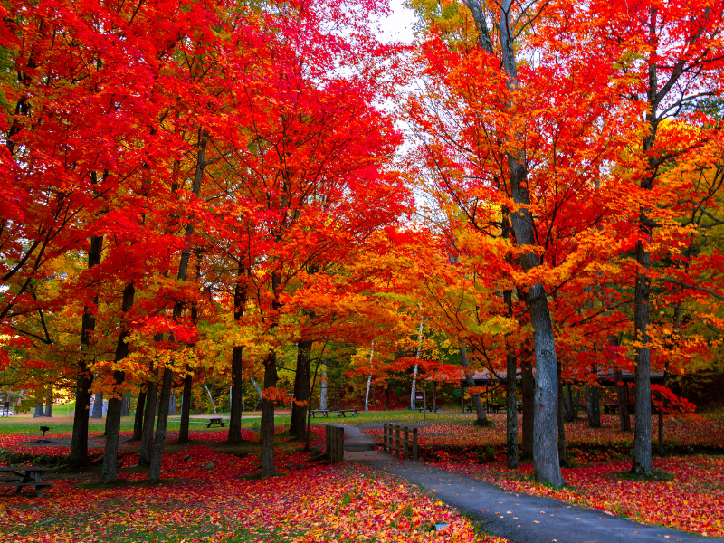 Fall Foliage Trips