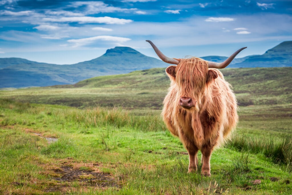 Grazing highland cow in Isle of Skye, Scotland